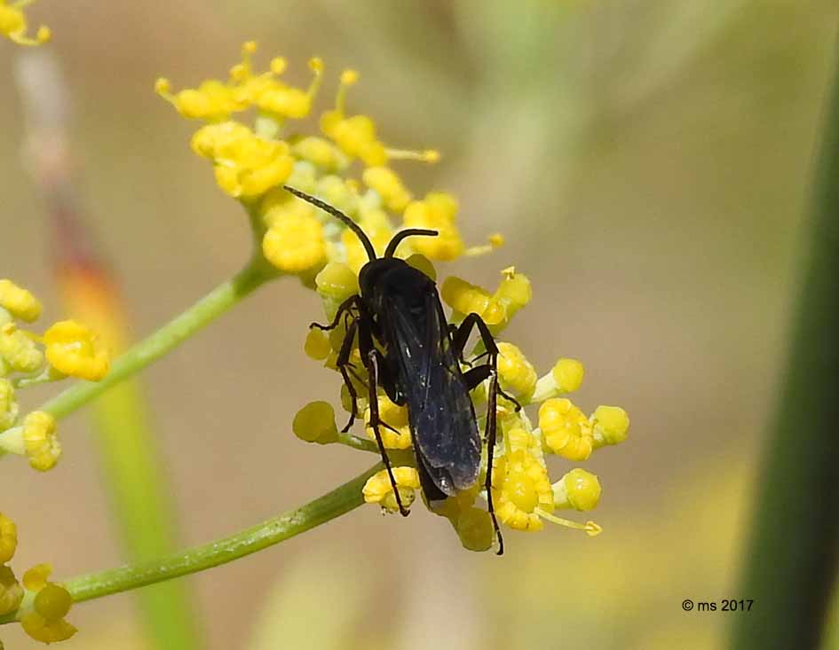 Ichneumonidae (Trogus lapidator)  e Pompilidae